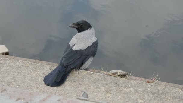 Ворона на городском берегу реки бетон — стоковое видео