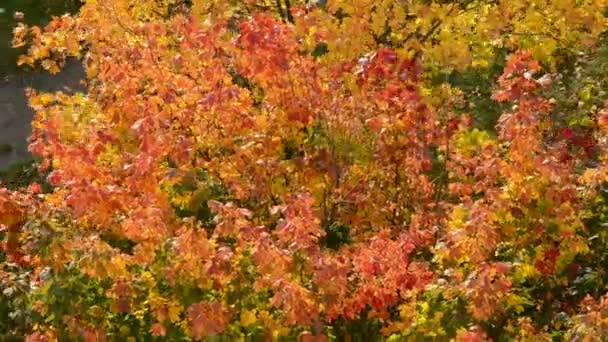 Feuillage d'automne fond et vent — Video