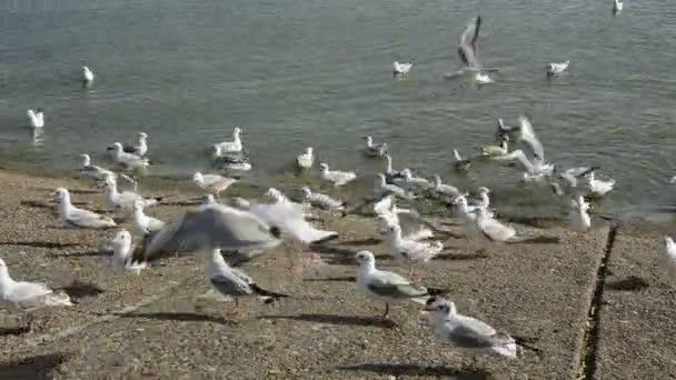 Gaviotas en la costa del mar — Vídeos de Stock