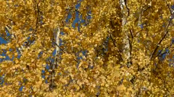 Birches autumn foliage background — Stock Video