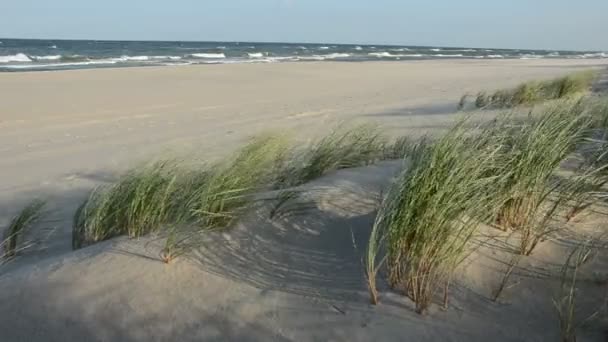 Paisaje marino y viento de verano en plantas de arena — Vídeos de Stock