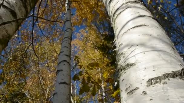 Vento nella foresta dorata di betulle d'autunno — Video Stock