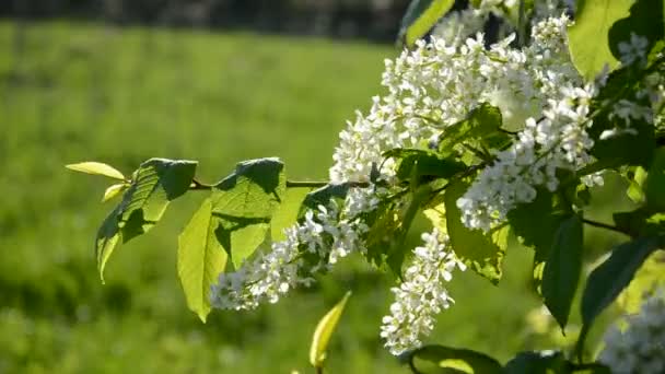 Jarní střemchová větev s květy — Stock video