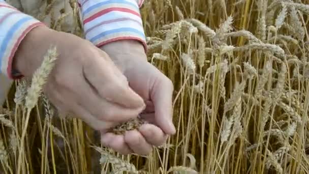 Agricultor buscando cosecha de grano condición — Vídeos de Stock