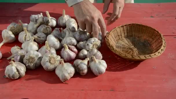 Raccolta di aglio sul tavolo in giardino — Video Stock