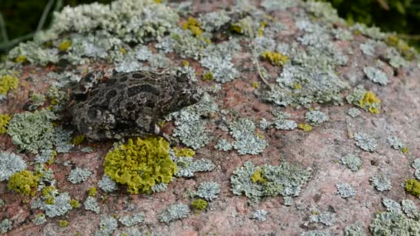 Europäische Feuerbauchkröte (bombina bombina) auf Stein — Stockvideo