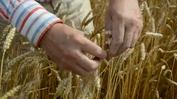 Farmer grind and looking crop ears — Stock Video