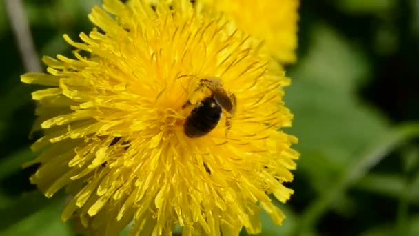 Abeja en flor de diente de león amarillo — Vídeos de Stock