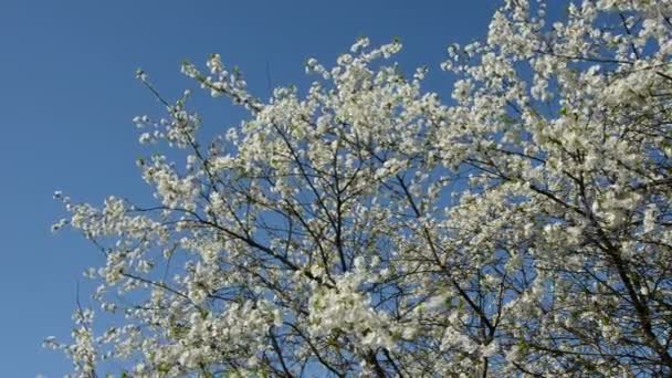 Lente kersenboom bloesems en wind — Stockvideo