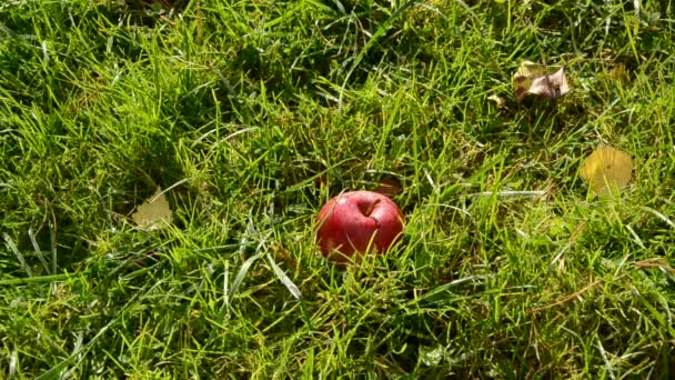 Pomme rouge tombant sur l'herbe du jardin — Video