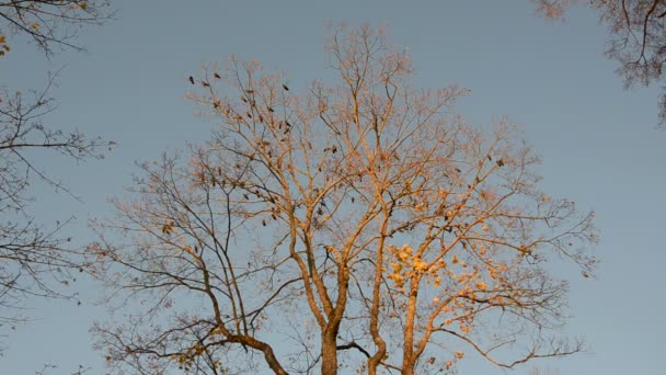 Vogels in de boom in de herfst — Stockvideo