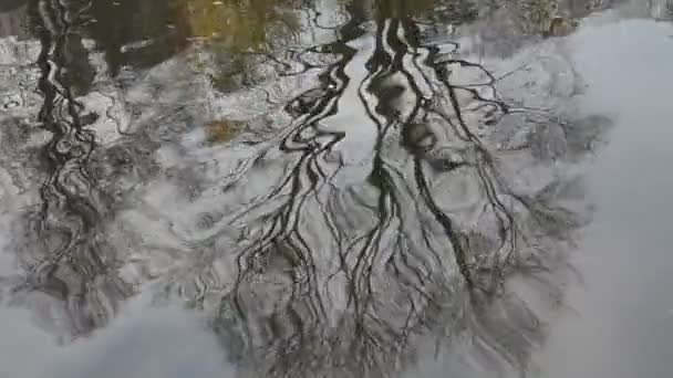 Riflessioni sugli alberi sull'acqua autunnale — Video Stock