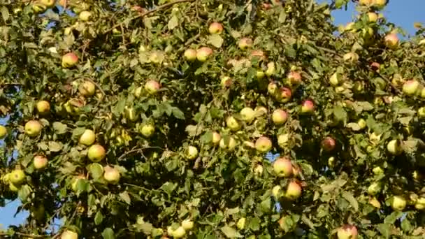 Appels op takken en wind — Stockvideo