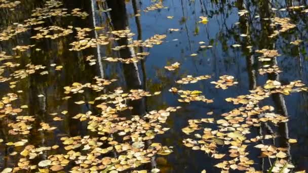 Hojas de otoño flotando en el agua del estanque — Vídeos de Stock