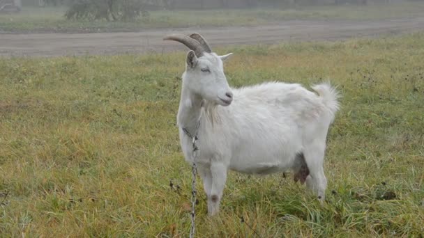 Witte geit op herfst gras — Stockvideo