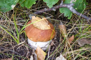sonbaharda mantar portakal şapkası çörek