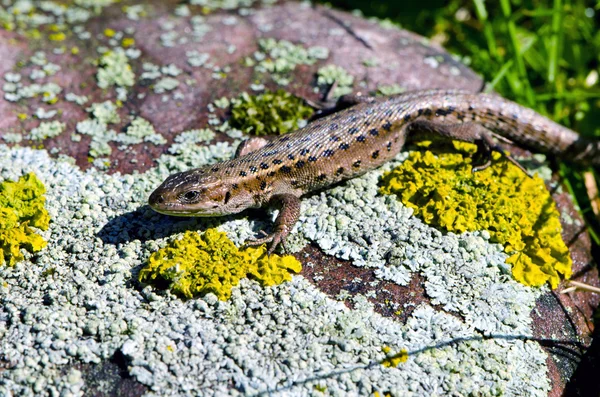 Lizard (Lacerta vivipara) on stone — Stock Photo, Image
