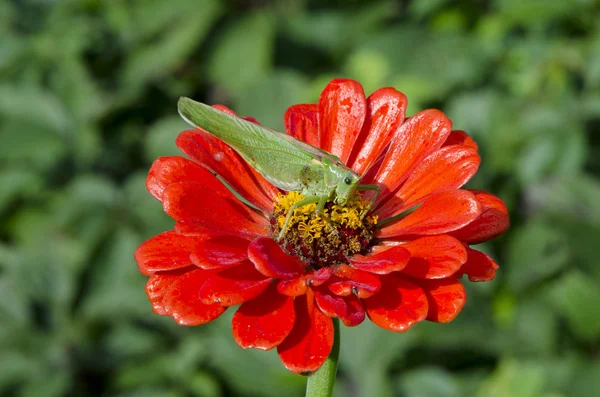 Gafanhoto verde na flor vermelha zinnia — Fotografia de Stock