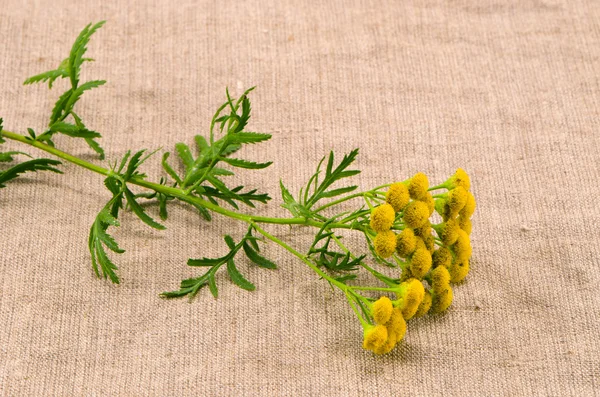 Tanaceto alle erbe medico (Tanacetum vulgare) su panno — Foto Stock