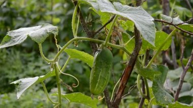 taze salatalık bahçesinde koparmak