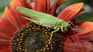 Ayçiçeği çiçeği üzerinde yeşil çekirge