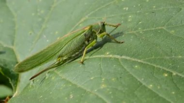 Yaprak üzerinde yeşil çekirge (Tettigonia viridissima)
