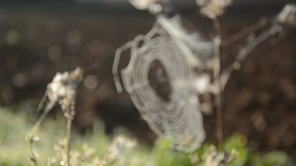 Blur autumn spider-web and plowed field — Stock Video