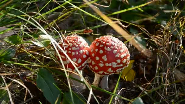 Rote Pilze fliegen im Wald — Stockvideo