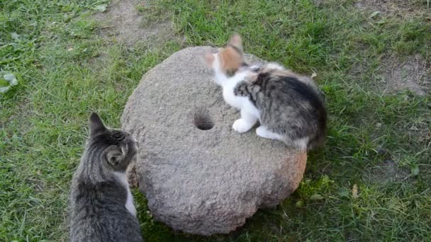 Gatos y vieja piedra de molino en jardín — Vídeos de Stock