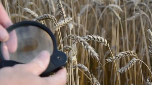 Agronomist with handglass looking wheat ears — Stock Video