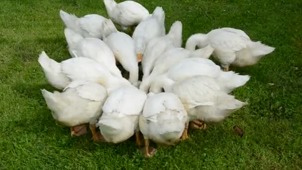 Εγχώρια λευκό gooses στον κήπο αγρόκτημα — Αρχείο Βίντεο
