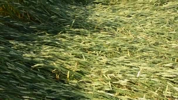 Campo di grano estivo dopo la tempesta — Video Stock