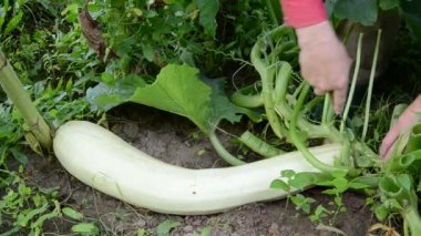 taze kabak farm Bahçe kesti