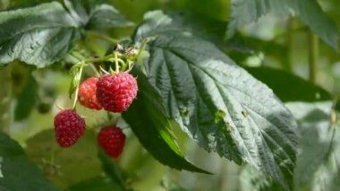 bush ve yaz Rüzgar üzerinde ahududu