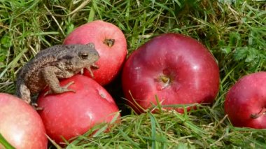 Kırmızı elma ve amfibi büyük ortak Kurbağa (Bufo bufo)