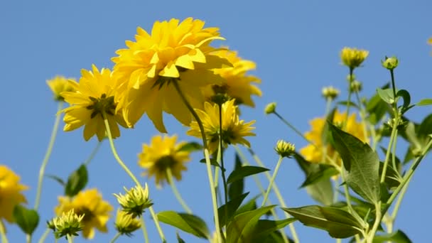 Flores de dalia amarilla y viento — Vídeo de stock