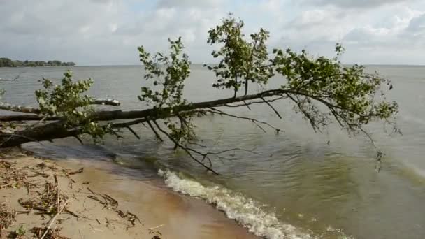 Прислонившееся дерево на берегу морской бухты — стоковое видео