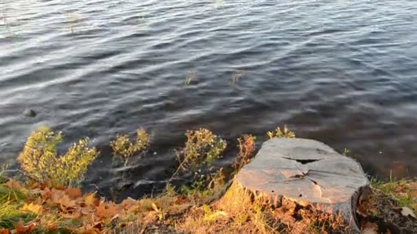 Stubbe på sjön kust och vatten — Stockvideo