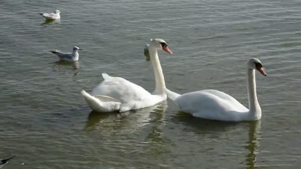 Cygnes blancs dans la mer et mouettes 