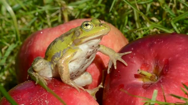 Зеленая лягушка на яблоках в саду после дождя — стоковое видео