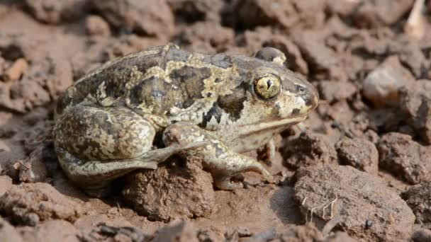 Frog Pelobates fuscus on ground after rain — Stock Video