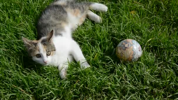 Jonge kat spelen met earth globe op gras — Stockvideo