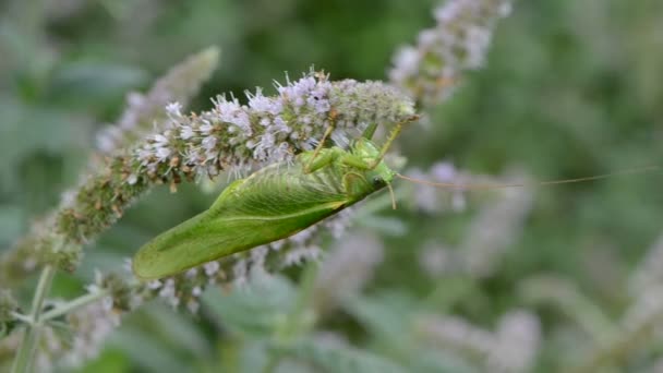 Green grasshopper on mint blossom — Stock Video