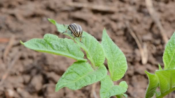 Colorado insecto en la hoja de papa de primavera — Vídeo de stock