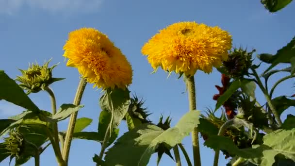 Two yellow sunflower blossoms and wind — Stock Video