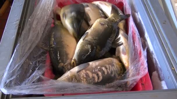 Carpa de pescado viva en el mercado — Vídeo de stock