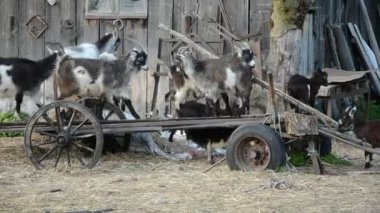 çok sayıda keçi ve keçi çocuklar üzerinde terkedilmiş arabası