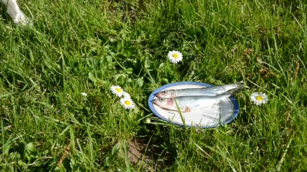 Katze wie Fisch im Teller auf Gras — Stockvideo