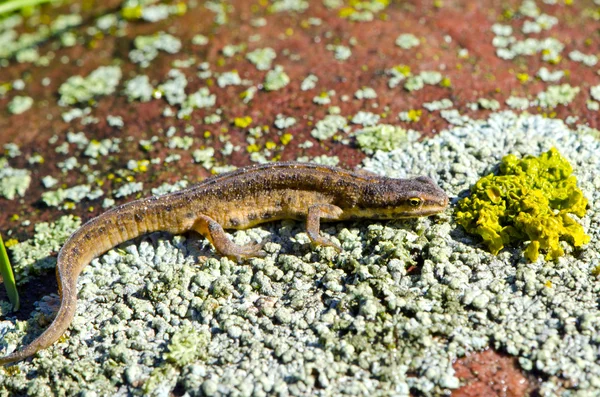 Europejskiej Wspólnej grzebieniasta (Triturus vulgaris) na kamień — Zdjęcie stockowe