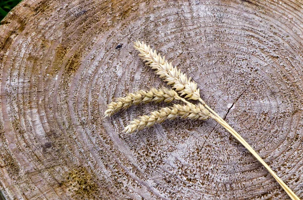 Orecchie di grano su sfondo di legno — Foto Stock